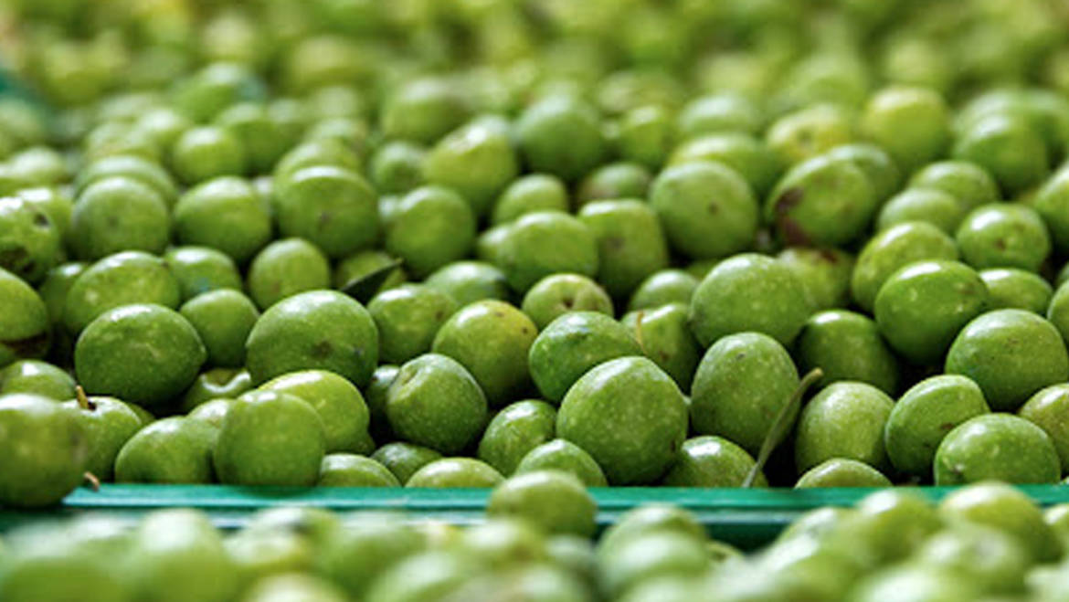 Quanto fanno bene le olive alla salute?