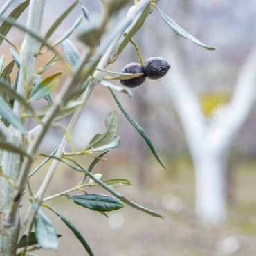 Storia dell’olivo e del suo olio